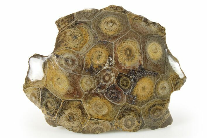 Polished Fossil Coral (Actinocyathus) Head - Morocco #271849